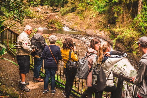 Full-day Springbrook National Park Tour From The Gold Coast - Accommodation VIC 0