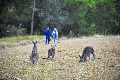 Private Blue Mountains And Winery Day-Trip From Sydney - Accommodation VIC 5