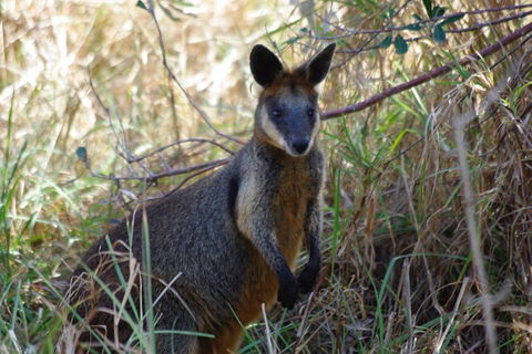 Byron Bay Combo: Hinterland Tour Including Minyon Falls And Kayaking With Dolphins - Accommodation VIC 2