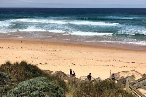 Phillip Island Penguins Private Tour - Accommodation VIC 4