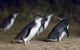 Private Phillip Island Tour - thumb 5