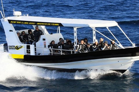 Mooloolaba Whale Watching Tour - Accommodation VIC 0