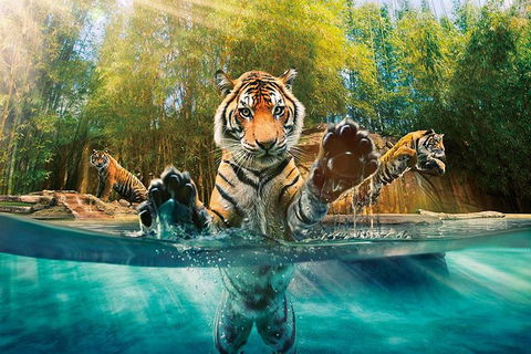 Croc Express To Australia Zoo From Brisbane - Accommodation VIC 0