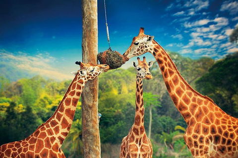 Croc Express To Australia Zoo From Brisbane - Accommodation VIC 3