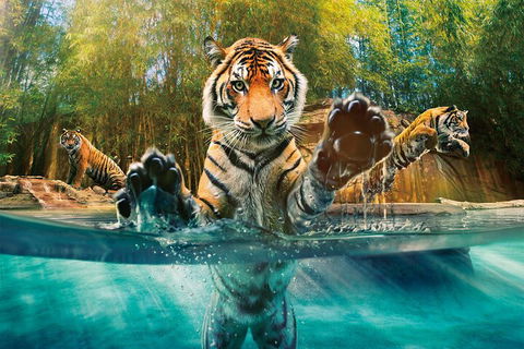Croc Express To Australia Zoo From Gold Coast - Accommodation VIC 3
