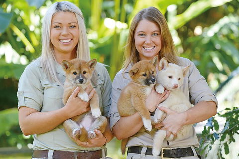 Croc Express To Australia Zoo From Gold Coast - Accommodation VIC 4
