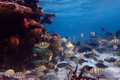 Lagoon Explorer - Ningaloo Reef Full-Day Kayaking And Snorkeling Adventure - Accommodation VIC 2