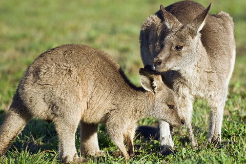 LGBT+ Friendly Full Day Phillip Island Private Tour - Accommodation VIC 3