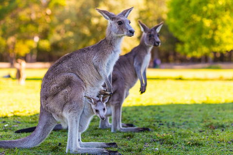 LGBT+ Friendly Full Day Phillip Island Private Tour - Accommodation VIC 4