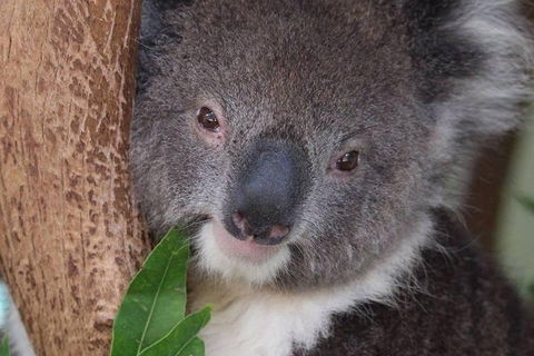 All Inclusive Blue Mountains Small-Group Day Trip From Sydney - Accommodation VIC 1