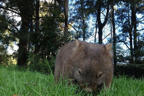 From The Mountains To The Bay - 4 Day Rediscovery Private Tour - Accommodation VIC 5