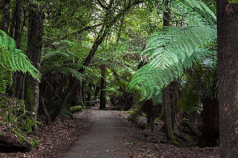 Mt Field National Park And Russell Falls From Hobart - Accommodation VIC 3