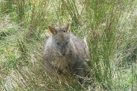 Leven Canyon Day Trip Including Wings Wildlife Park Or Gunns Plains Caves - Accommodation VIC 3