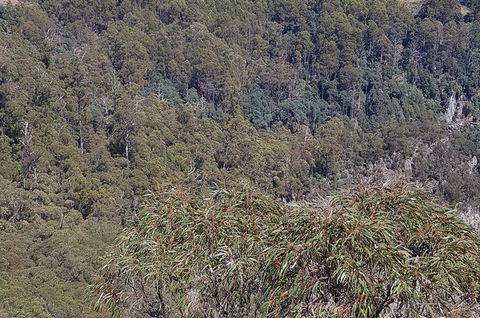 Leven Canyon Day Trip Including Wings Wildlife Park Or Gunns Plains Caves - Accommodation VIC 4
