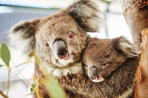 Full-Day Pinnacles Desert And Yanchep National Park Tour From Perth - Accommodation VIC 5
