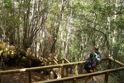 Mt Field National Park And Russell Falls From Hobart - Accommodation VIC 4