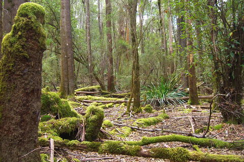 Mt Field National Park And Russell Falls From Hobart - Accommodation VIC 5
