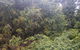 Historic Village Herberton And Tableland Tour - thumb 4