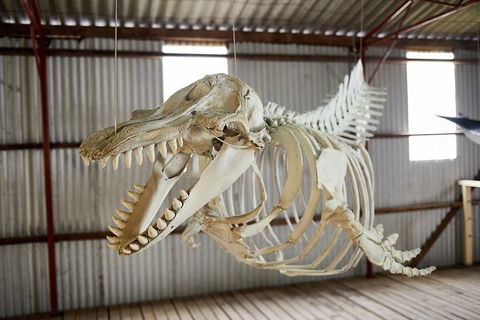 Albany's Whale Story - Accommodation VIC 3