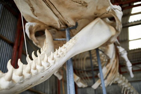 Albany's Whale Story - Accommodation VIC 5