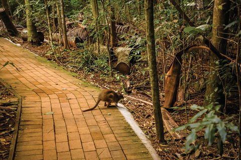 Full Day Sunshine Coast Hinterland Luxury Small Group Tour From Brisbane - Accommodation VIC 3