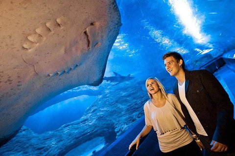 Dive With Sharks At AQWA - Accommodation VIC 0