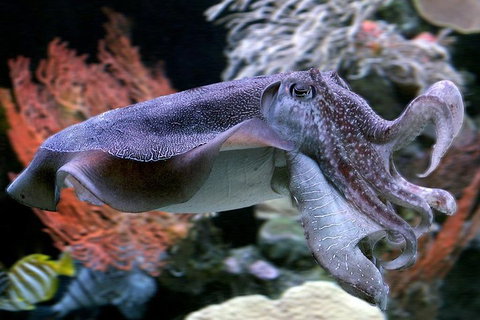 Dive With Sharks At AQWA - Accommodation VIC 1