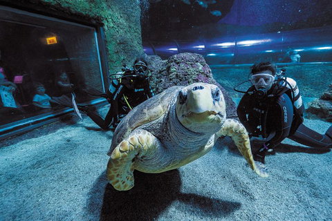 Dive With Sharks At AQWA - Accommodation VIC 2