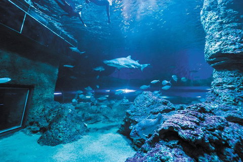 Dive With Sharks At AQWA - Accommodation VIC 3
