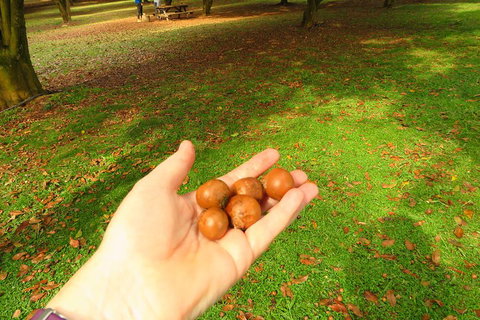 3-Hour Small-Group Byron Bay Tour - Accommodation VIC 2