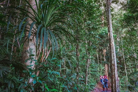Atherton Tablelands Rain Forest By Night From Cairns - Accommodation VIC 0