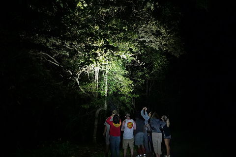 Atherton Tablelands Rain Forest By Night From Cairns - Accommodation VIC 2