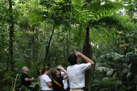 Atherton Tablelands Rain Forest By Night From Cairns - Accommodation VIC 3