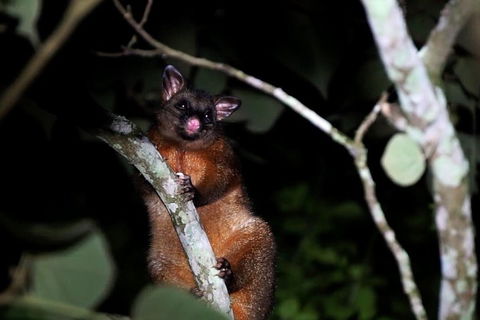 Atherton Tablelands Rain Forest By Night From Cairns - Accommodation VIC 4
