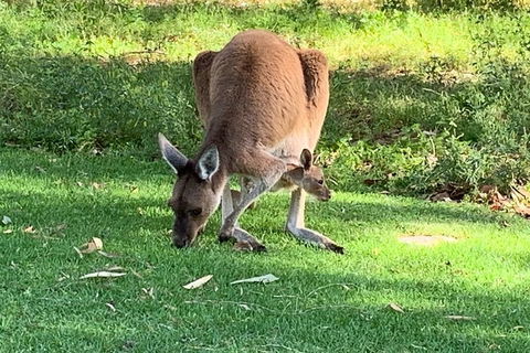 Pinnacles Day Trip From Perth Including Yanchep National Park - Accommodation VIC 4