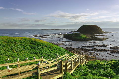 Full-Day Private Australian Wildlife Tour Of Phillip Island - Accommodation VIC 0