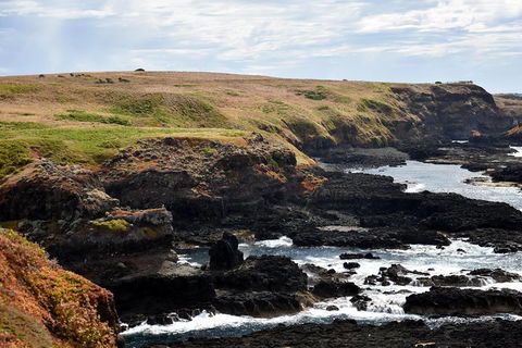Full-Day Private Australian Wildlife Tour Of Phillip Island - Accommodation VIC 4