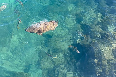 Aquascene Magnetic Island Discovery Tour - Accommodation VIC 1