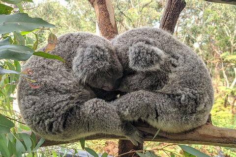 Central Coast Explorer With 'Personalised Sydney Tours' - Accommodation VIC 5