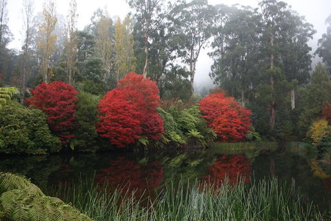 LGBT+ Friendly Full Day Yarra Valley & Dandenong Ranges Private Tour - Accommodation VIC 2