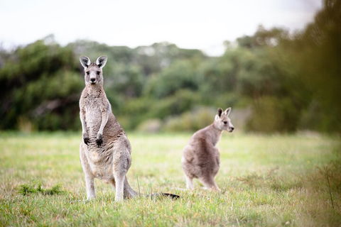 LGBT+ Friendly 3 Day Tour The Grampians, Daylesford & Ballarat - Accommodation VIC 2