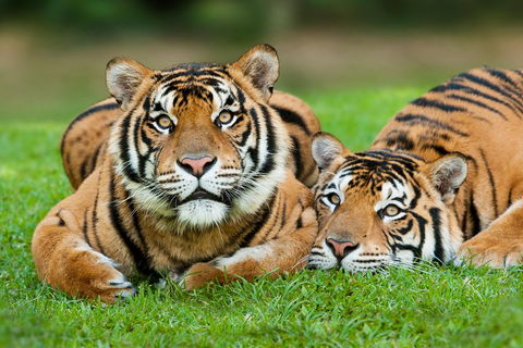 The Ultimate Gold Coast Attractions Pass - Accommodation VIC 2