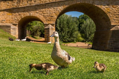 Richmond Historic Afternoon Tour From Hobart - Accommodation VIC 1