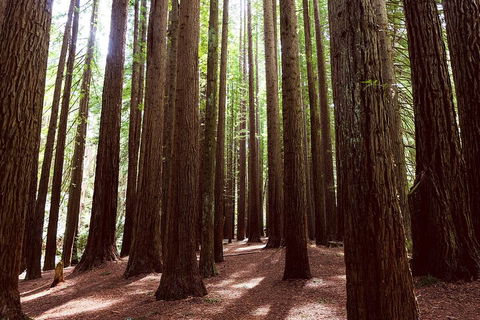 Private Yarra Valley & Dandenong Ranges Hiking Tour From Melbourne - Accommodation VIC 3