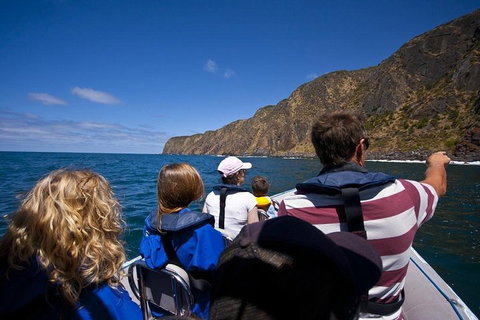 Seal Island Boat Tour From Victor Harbor - Accommodation VIC 0