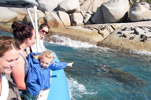 Seal Island Boat Tour From Victor Harbor - Accommodation VIC 4