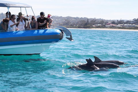 Seal Island Boat Tour From Victor Harbor - Accommodation VIC 5
