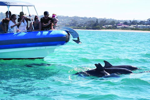 Southern Ocean Adventure From Victor Harbor - Accommodation VIC 2