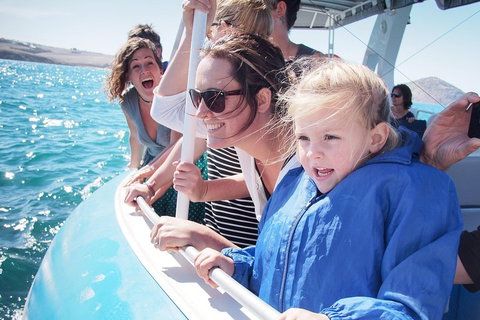 Southern Ocean Adventure From Victor Harbor - Accommodation VIC 4