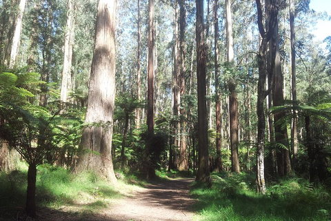 Dandenong Ranges Private Tour Including William Ricketts Sanctuary - Accommodation VIC 0